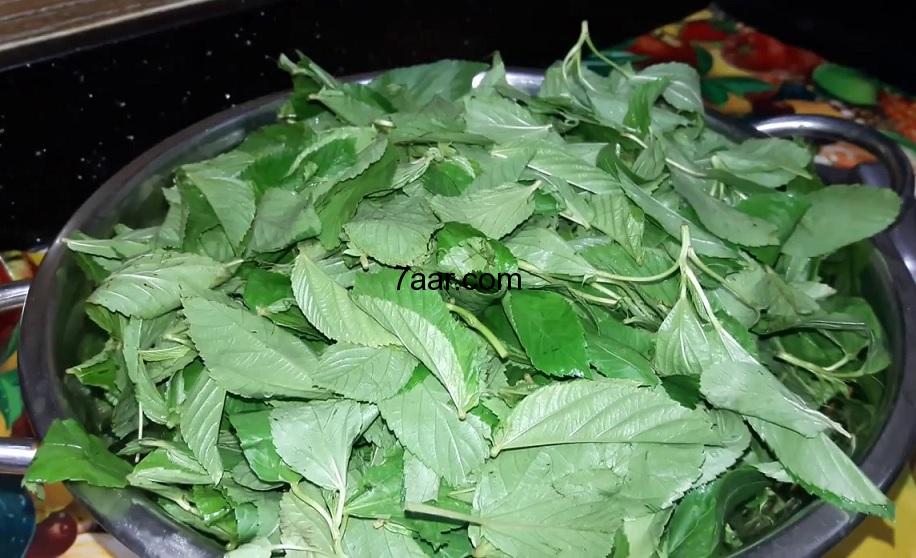 طريقة تخزين الملوخية الخضراء